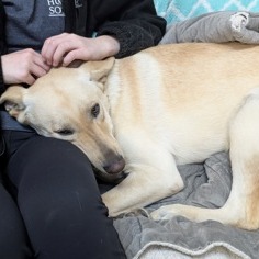 BENJI - Retriever, Yellow Labrador / Mix available for adoption