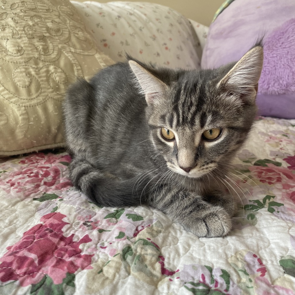 CLOVE - Domestic Shorthair available for adoption