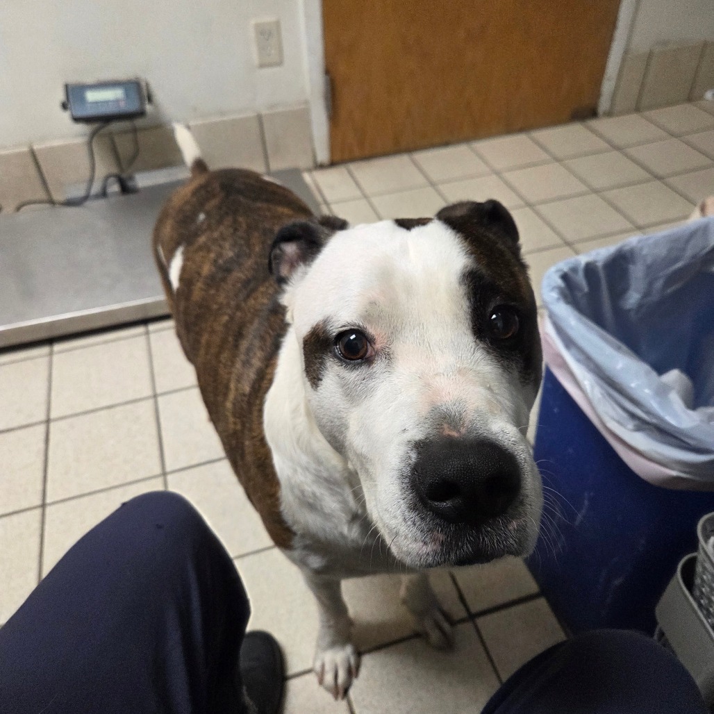 Eastwood aka Rico — thumbnail 2