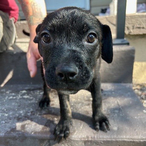 CHARLEE - Mixed Breed (Medium) available for adoption