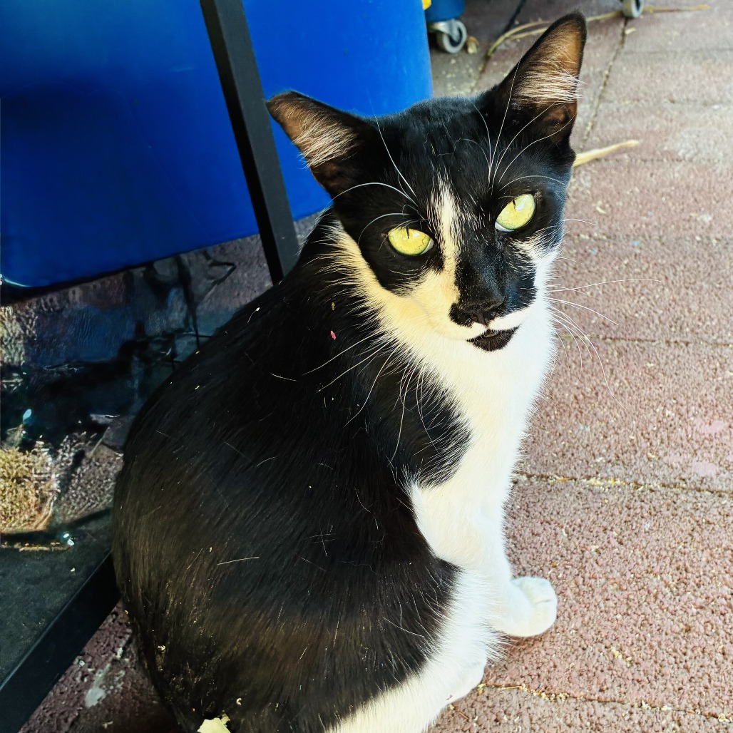 BASIL - Domestic Shorthair available for adoption