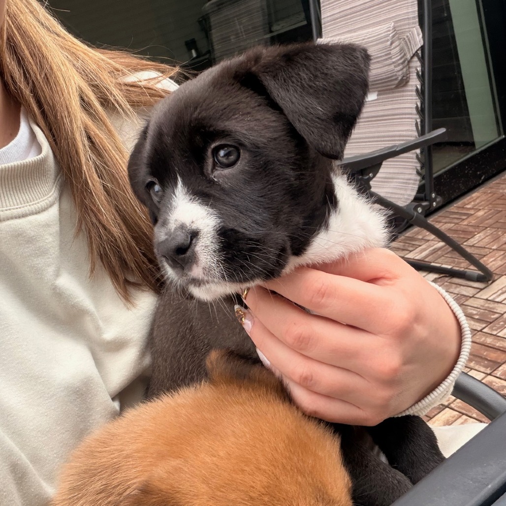 Michonne aka "Pippa"