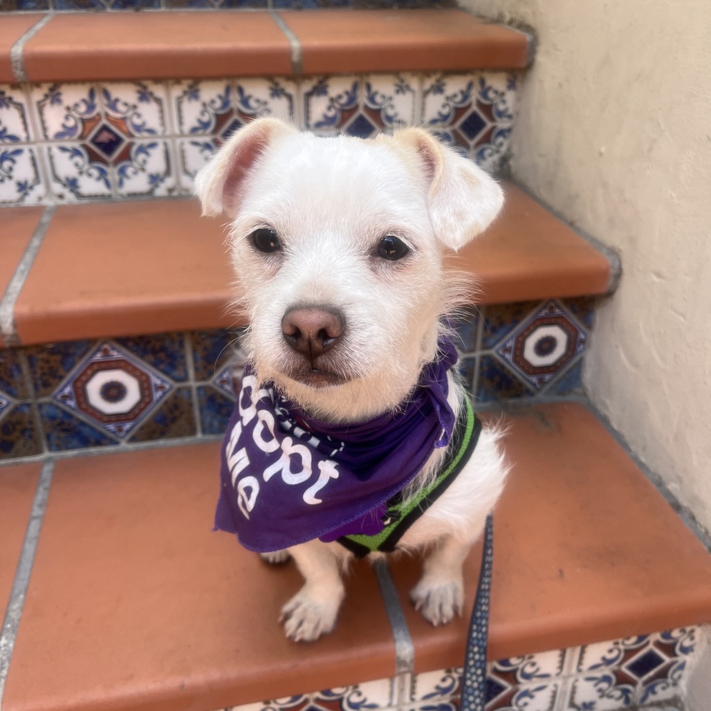 Dusty, photo 9