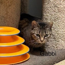 Gabbi--In Foster, photo 8