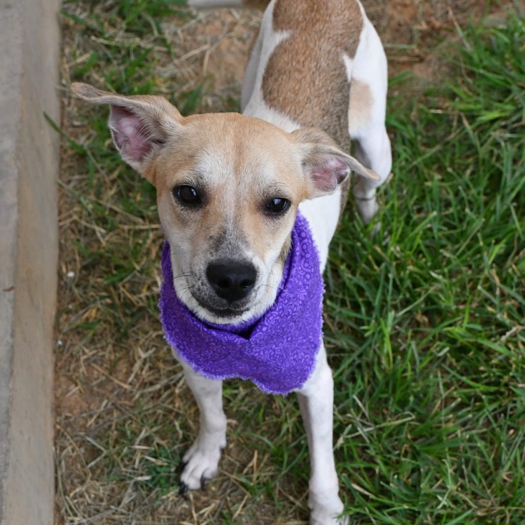 CARRIE - Terrier / Mixed Breed (Small) available for adoption
