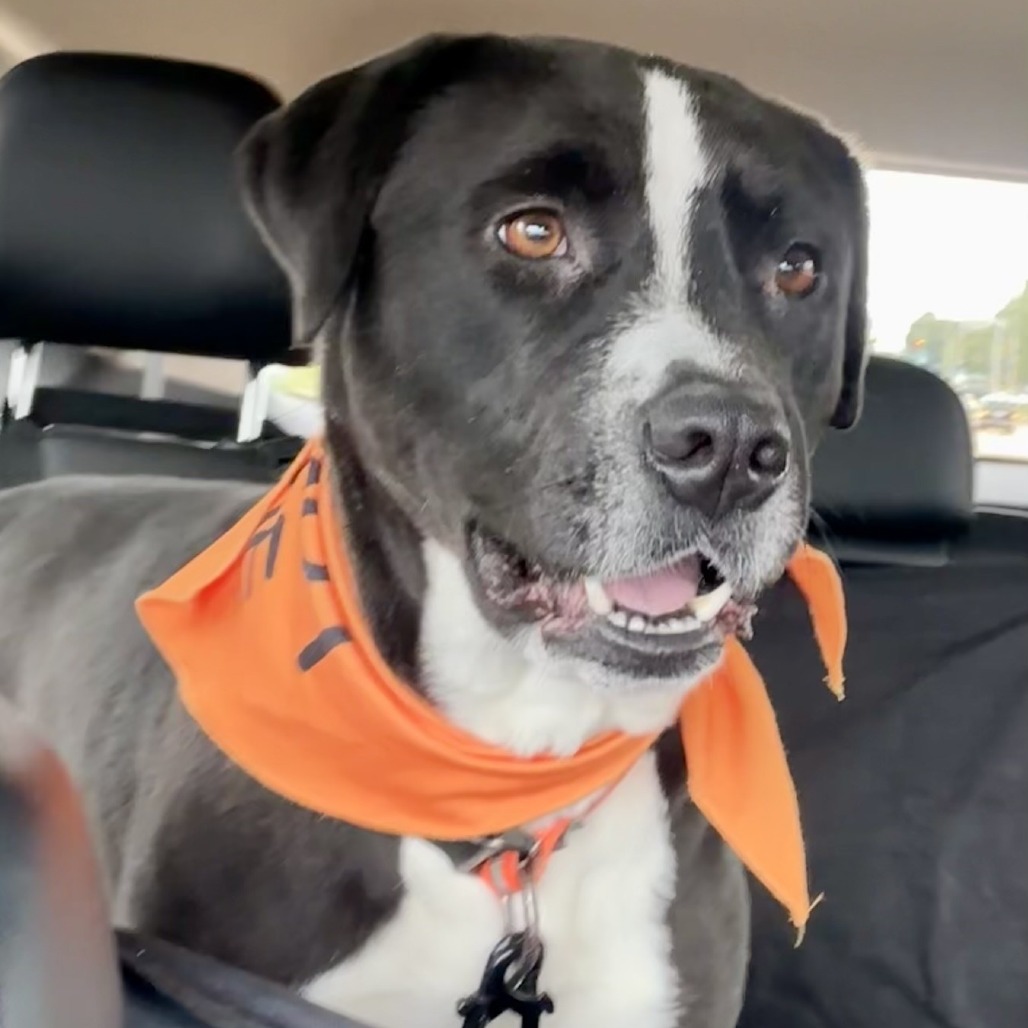 Loaf — thumbnail 3