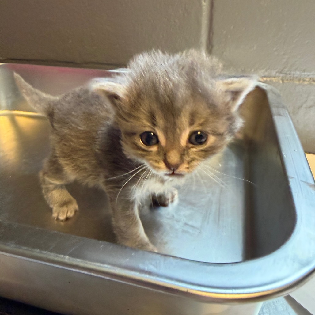 Tusc Stray 84415 2 3 4