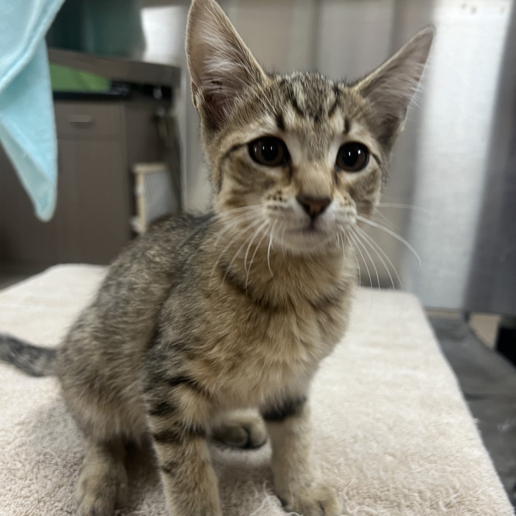 Twinkle: Female 20 Domestic Shorthair