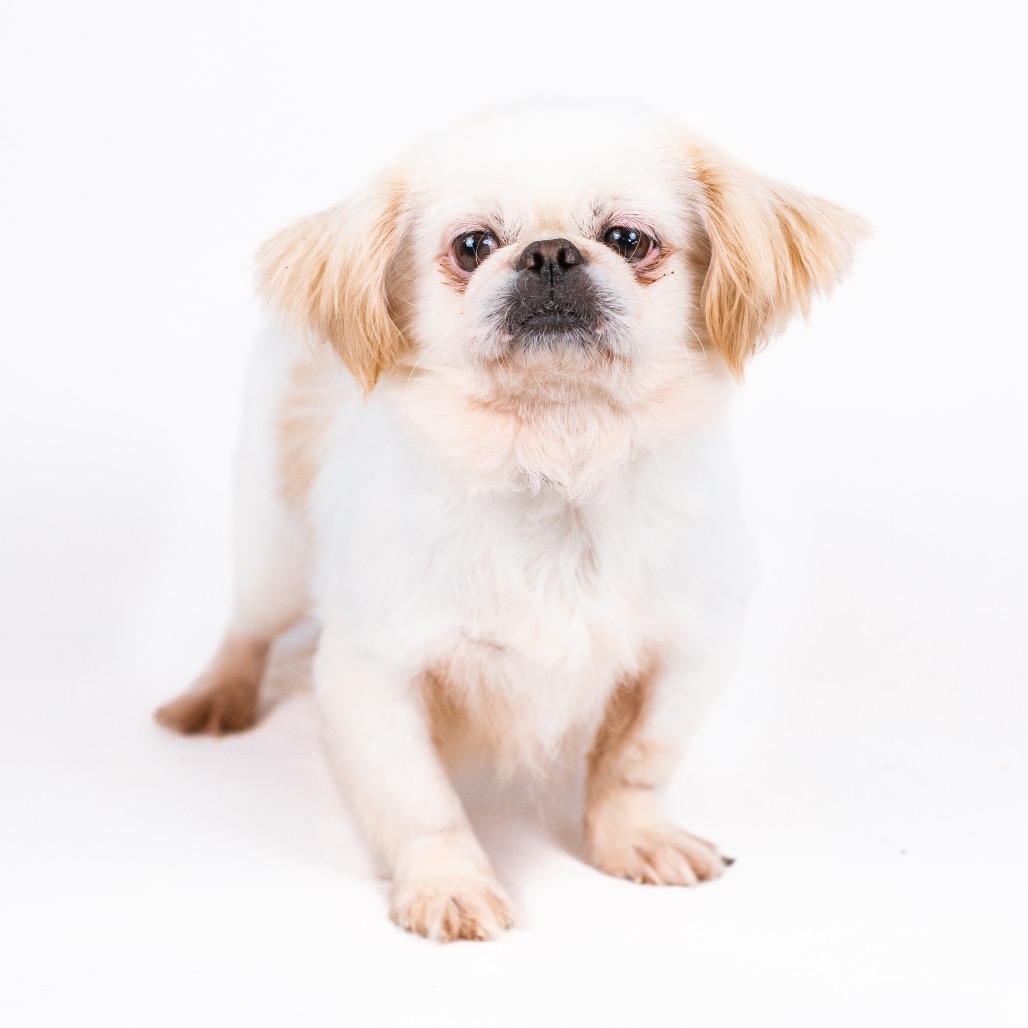 Pekingese
