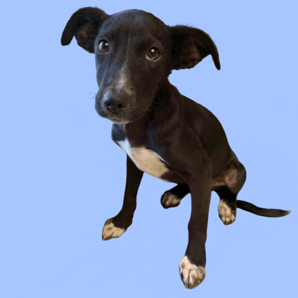 Tusc Stray 82267