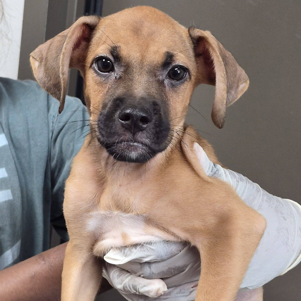 NACHOS BELLGRANDE - Queensland Heeler / Boxer available for adoption