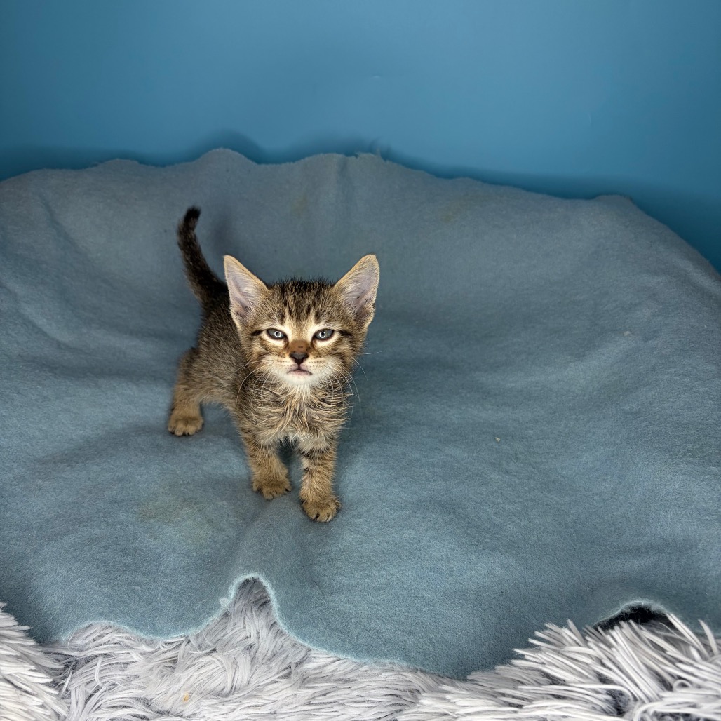 MURPHY'S LAW - Domestic Shorthair available for adoption