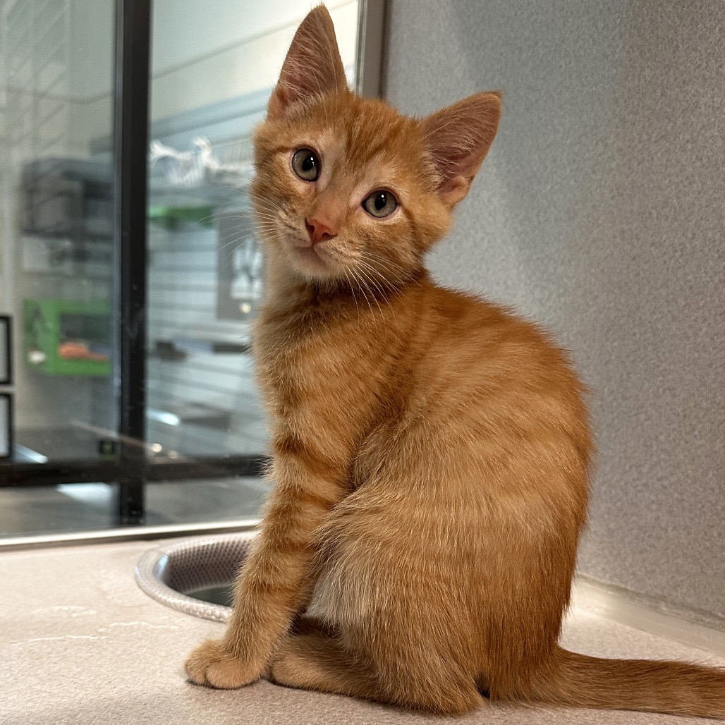 Leo