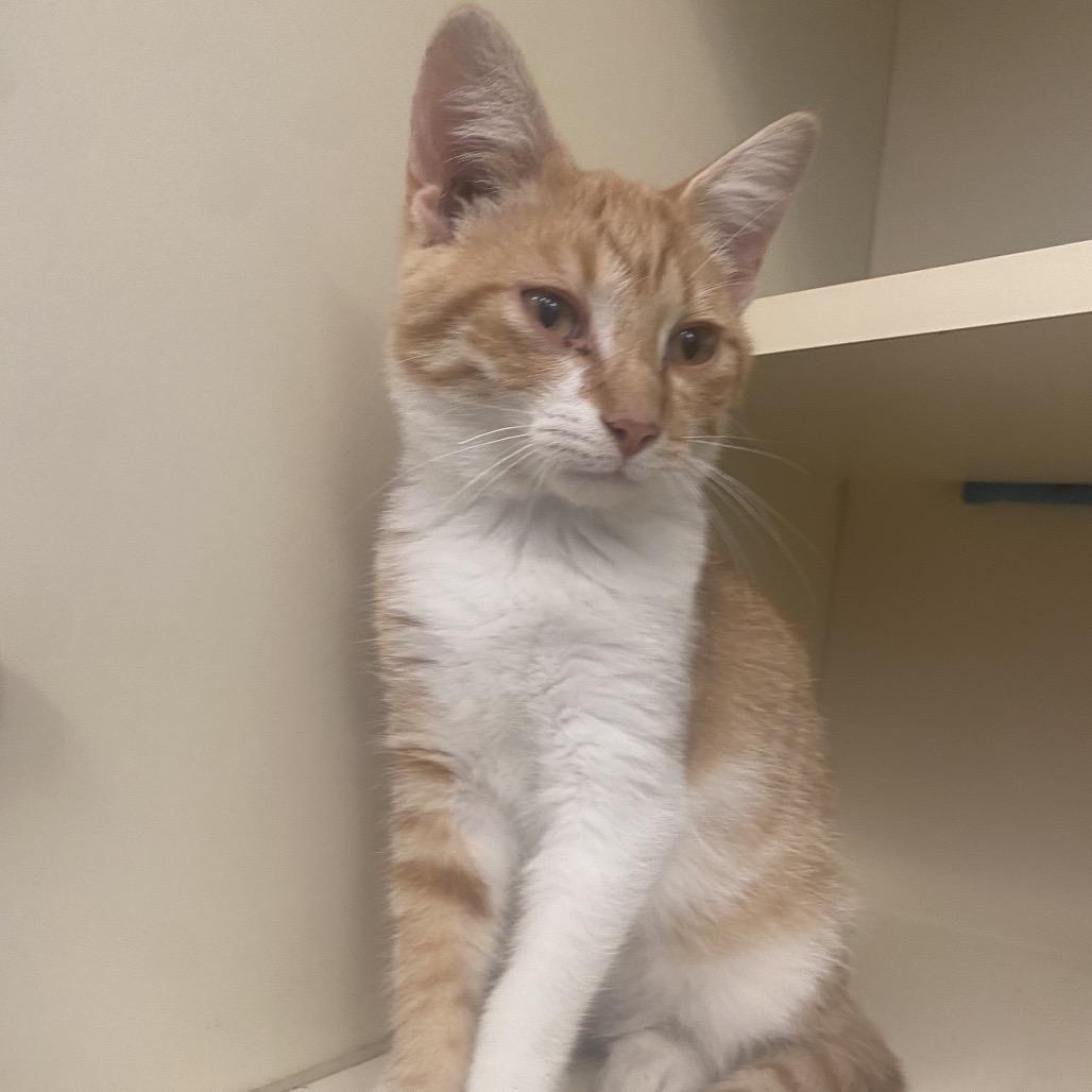 ALFRED - Domestic Shorthair available for adoption
