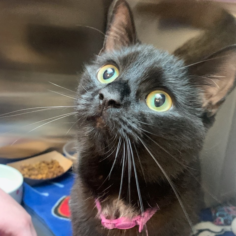 CECELIA - Domestic Shorthair available for adoption