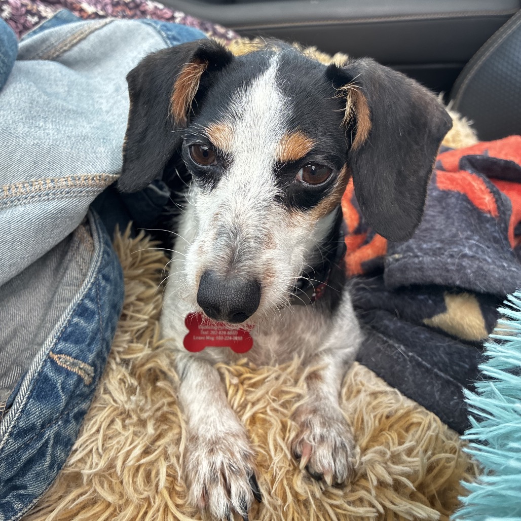 BINDI - Dachshund, Miniature Wire Haired / Mixed Breed (Small) available for adoption
