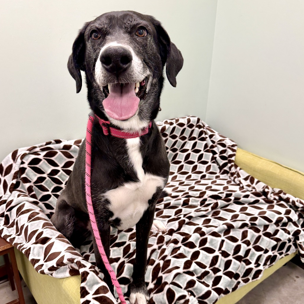 DRAKO - Great Dane / Mixed Breed (Large) available for adoption