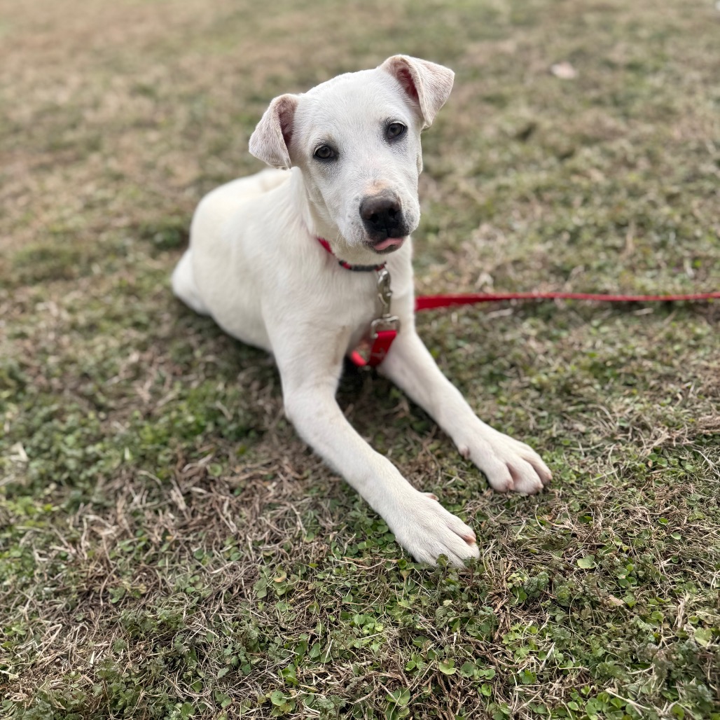 Whitt — thumbnail 3