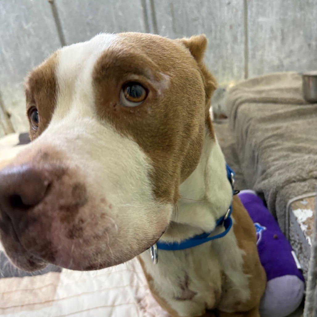 Balboa — thumbnail 11