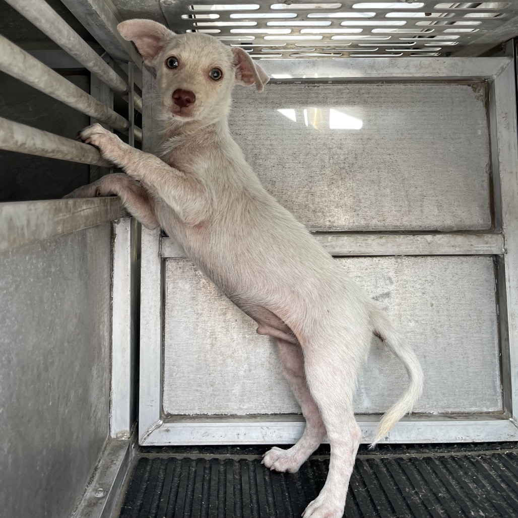 FRANKENWEENIE - Terrier available for adoption
