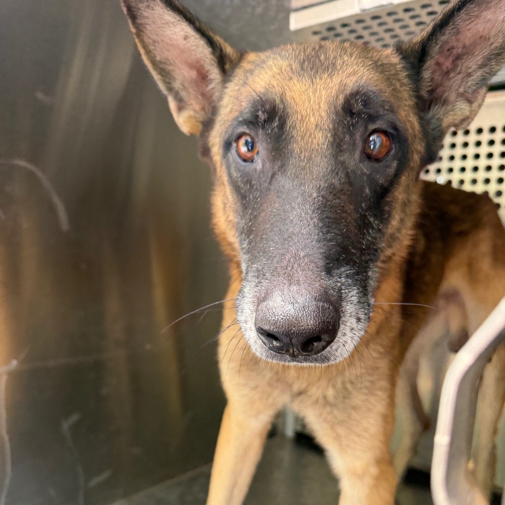 ROSCOE - Malinois / Belgian available for adoption