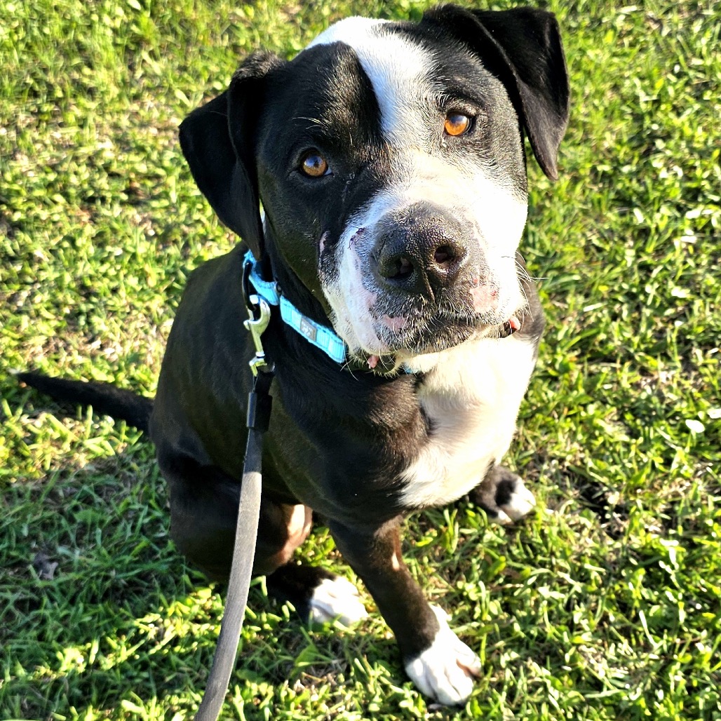 Adoptable Dogs — Rescue Network