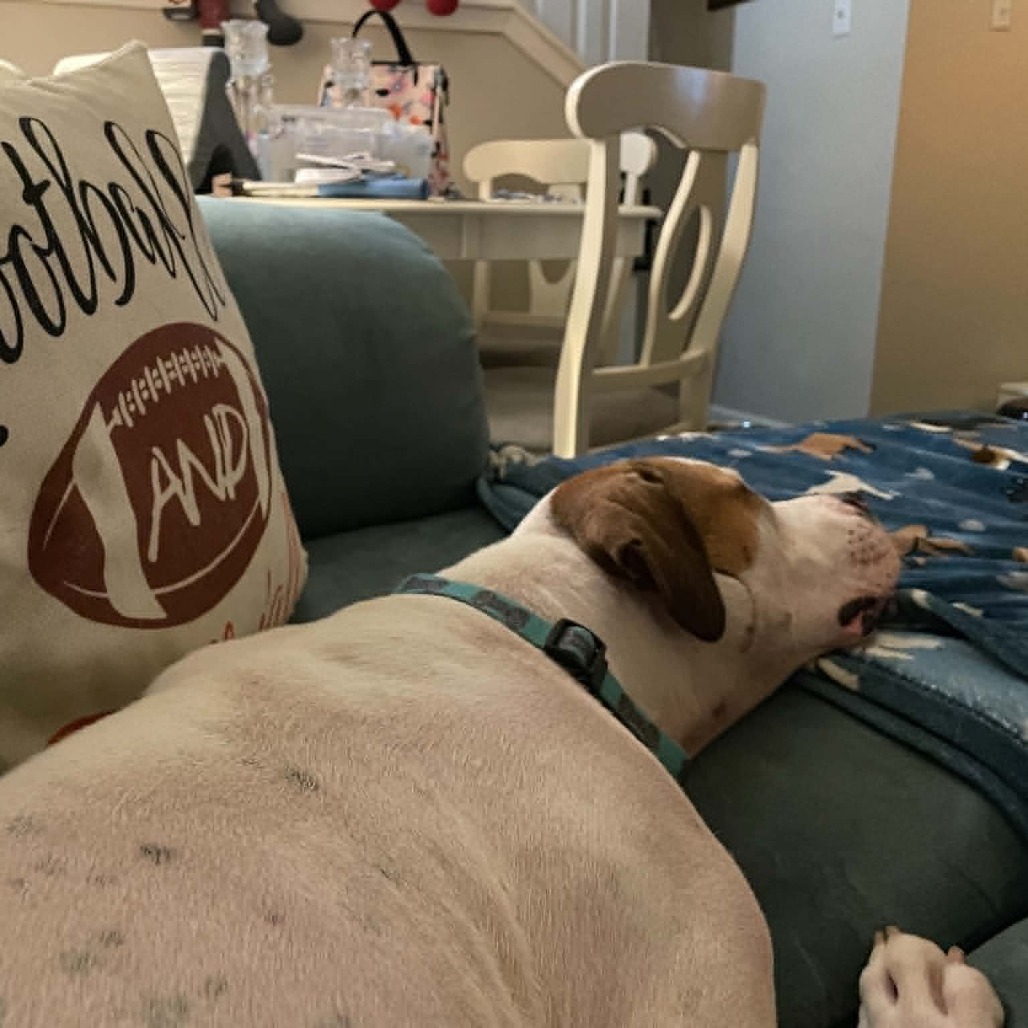 Photo of Buddy "Bohdi"