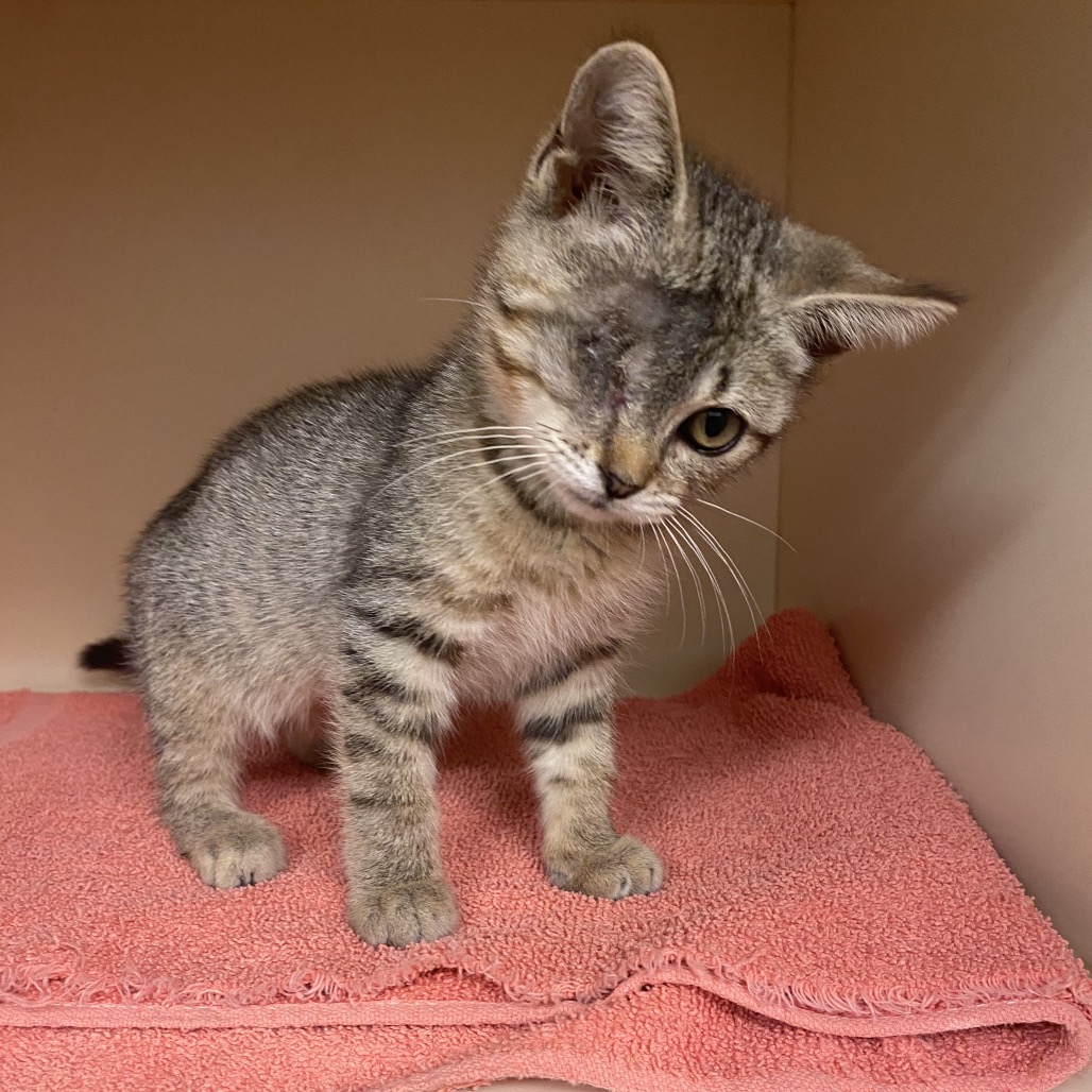RICKY - Domestic Shorthair available for adoption