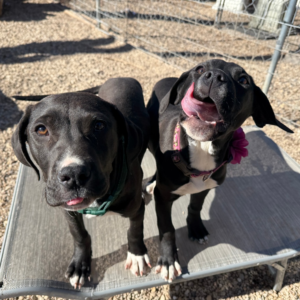 Violet is available for adoption at Shelter From the Storm Animal Rescue