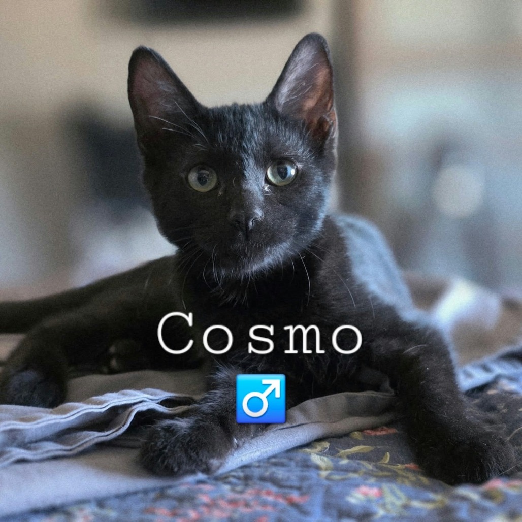 COSMO - Domestic Shorthair available for adoption