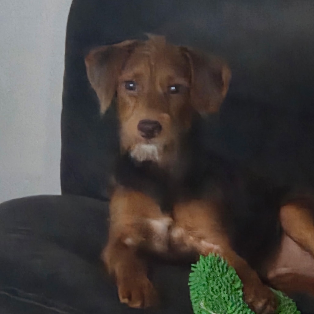 BROWNIE - Terrier / Poodle available for adoption