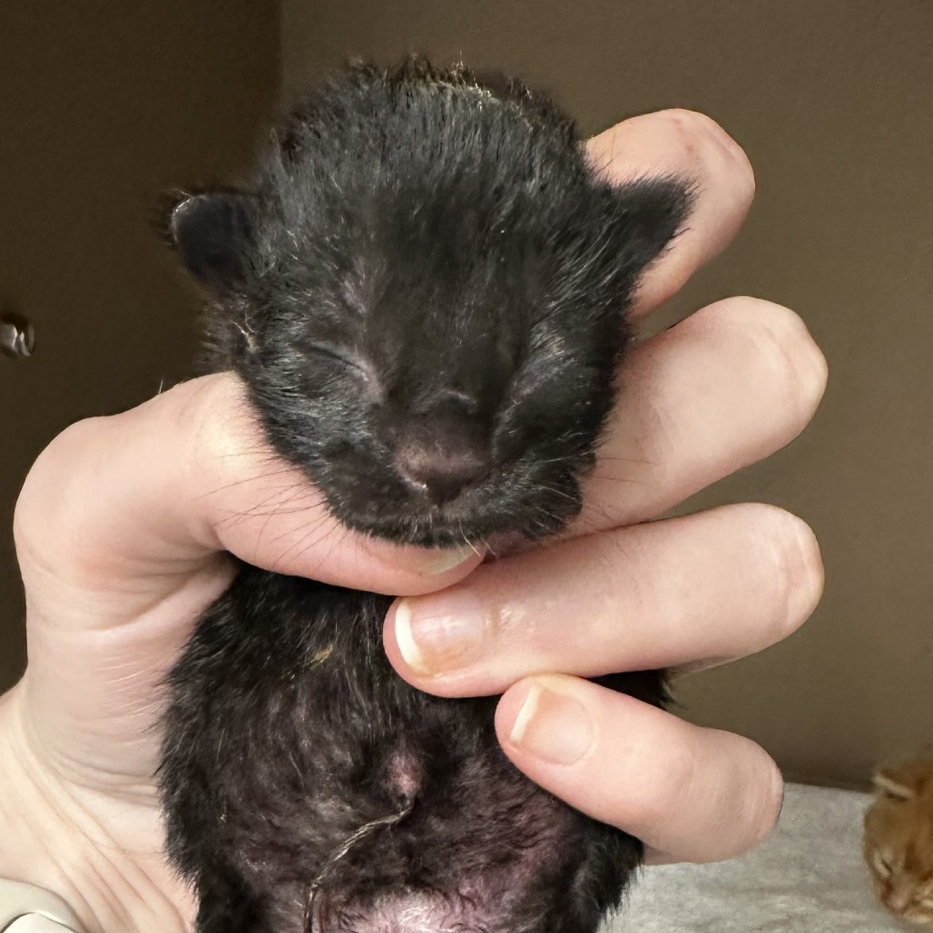CAVATAPPI - Domestic Shorthair / Mix available for adoption