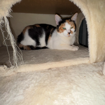 Delilah, photo 5