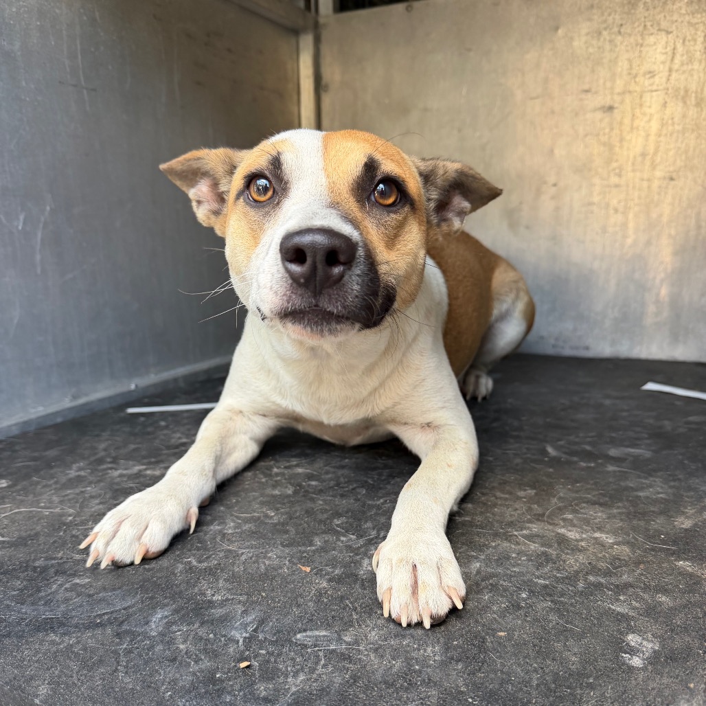 FOX - Terrier available for adoption