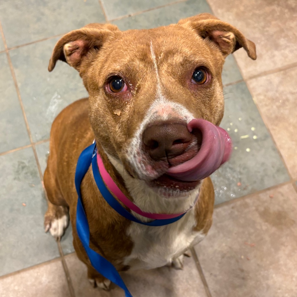 Hashbrown — thumbnail 3