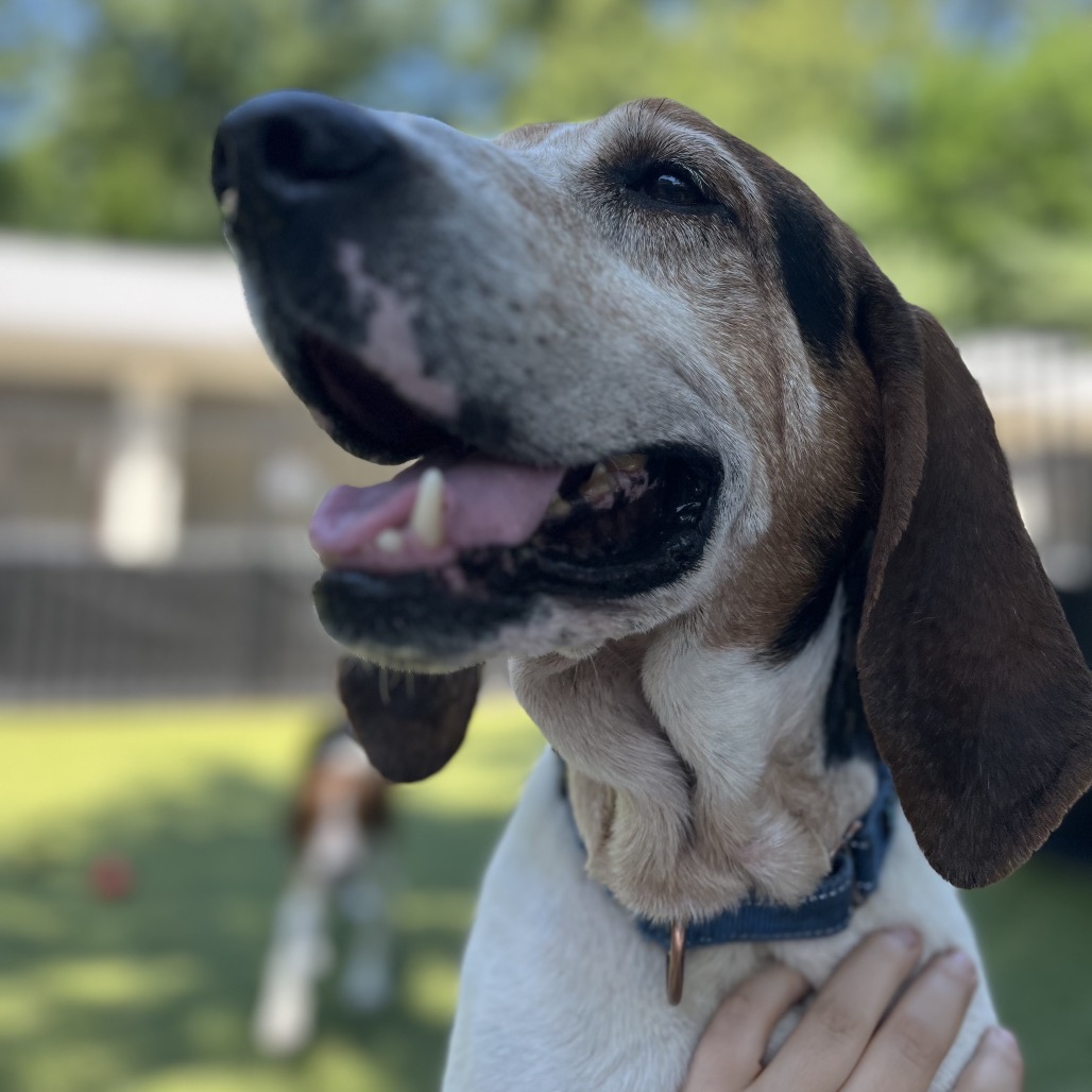 Theodore, additional photo