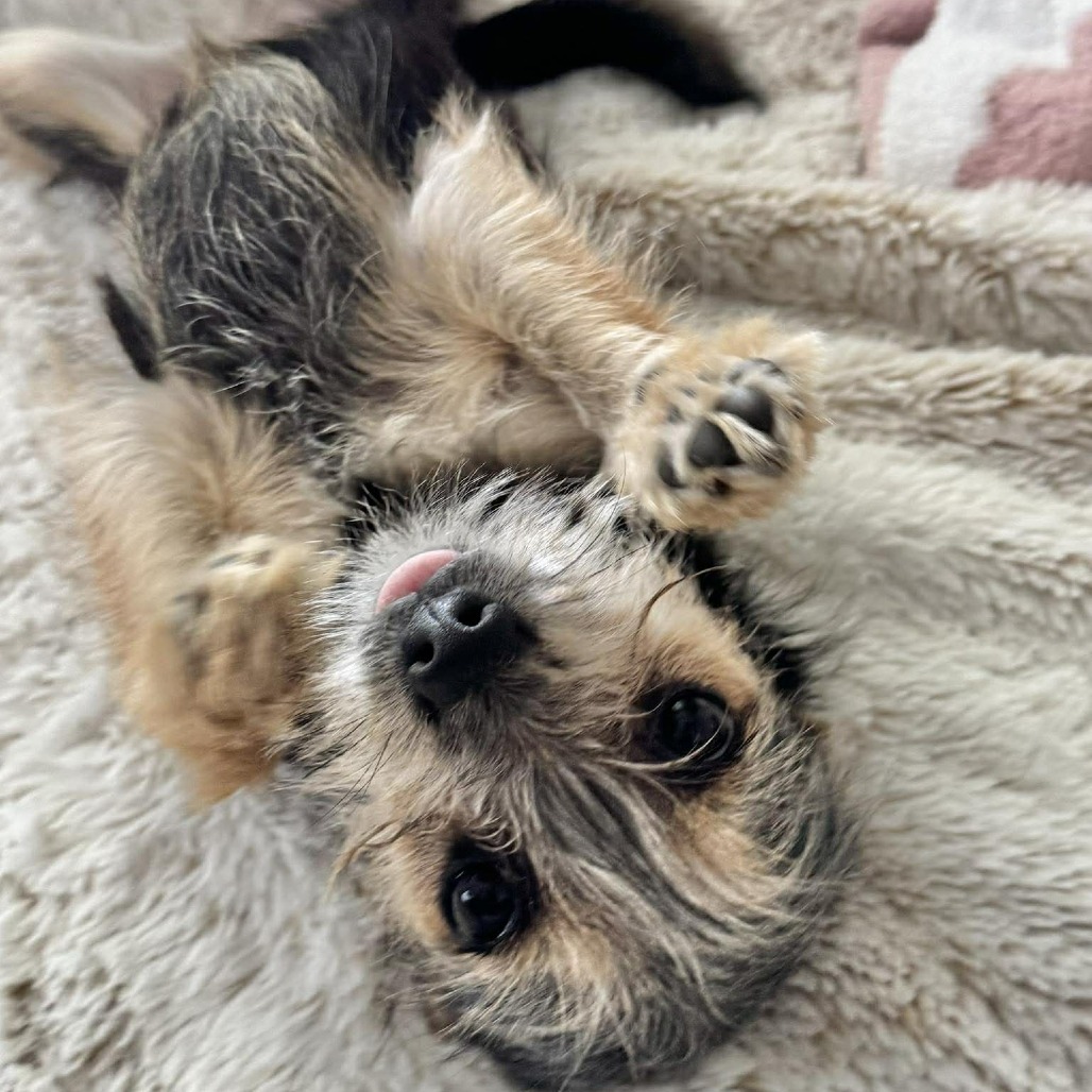 Camo Rescue Izzy is available for adoption at CAMO Rescue