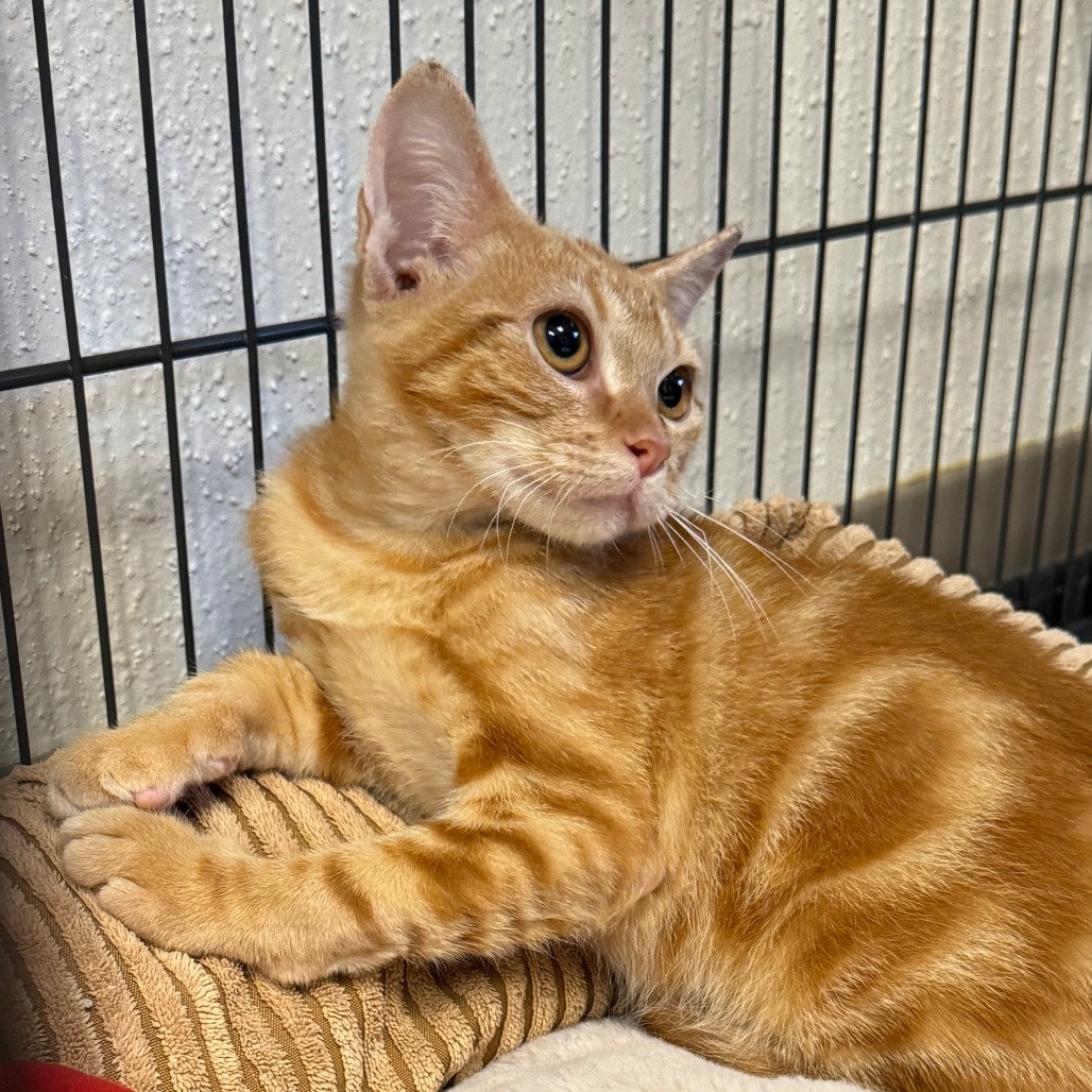 CIRCUS PEANUT - Domestic Shorthair available for adoption