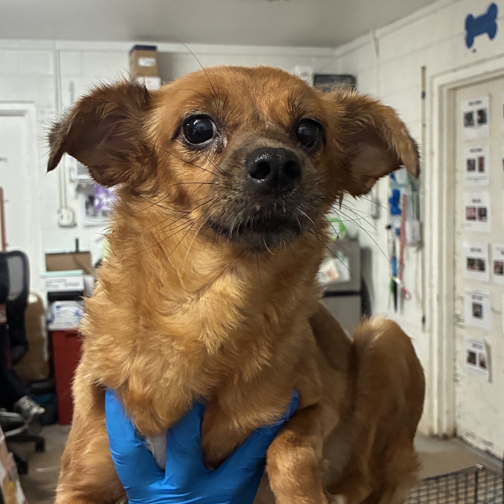 MAURICIA - Chihuahua available for adoption