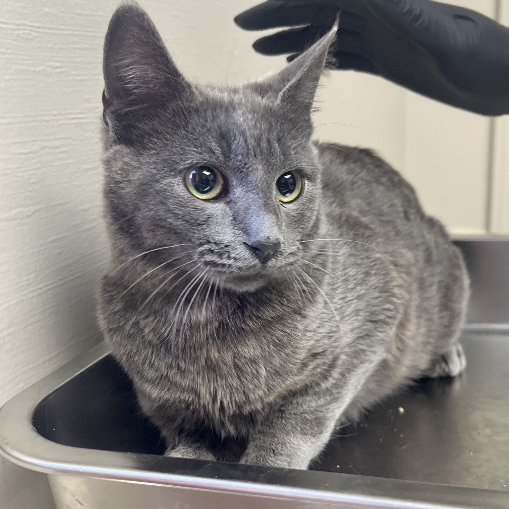  Photo of TUSC-Stray-82621