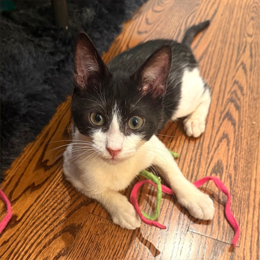 BLISSA - Domestic Shorthair available for adoption