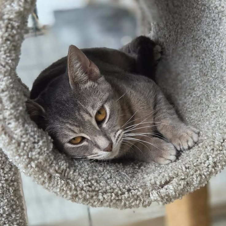 NANCY (BONDED WITH OLGA) - Domestic Shorthair for adoption in Madison