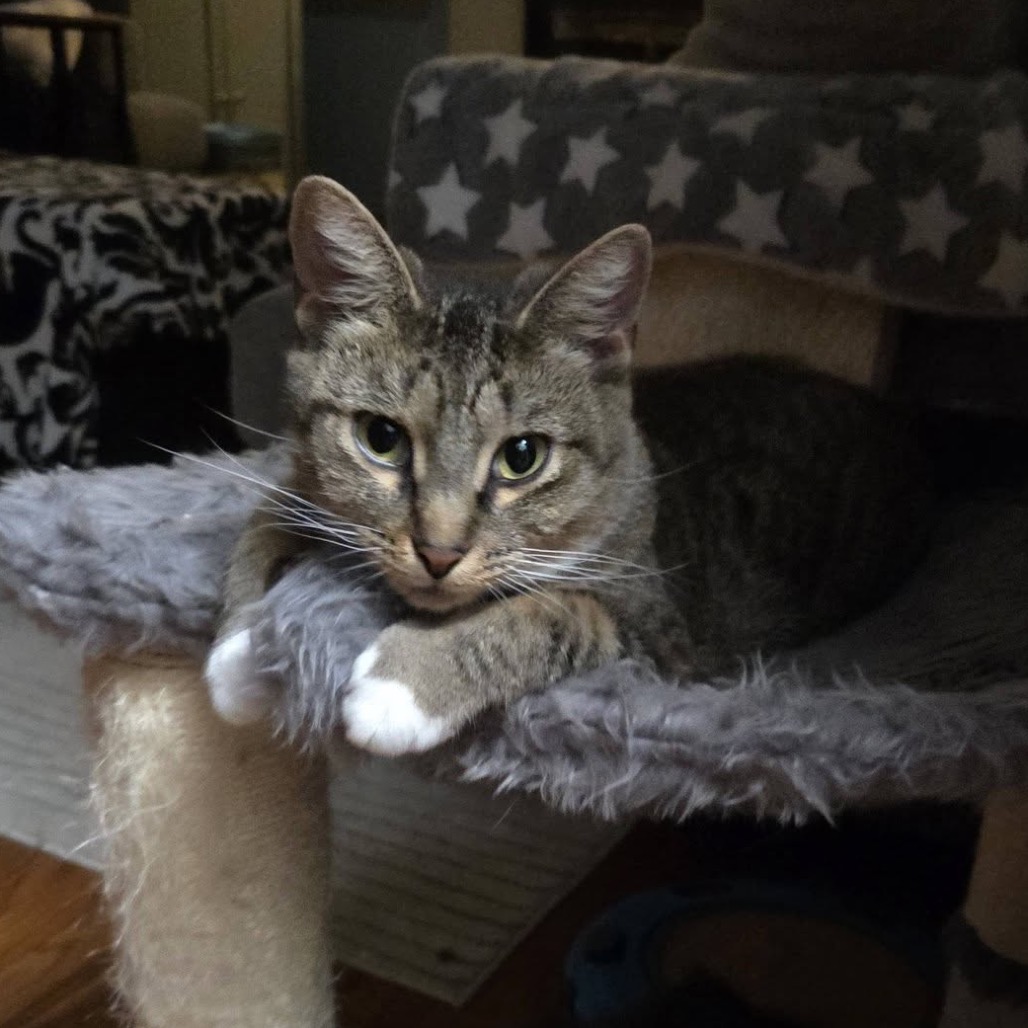 Sprinkles, photo 5