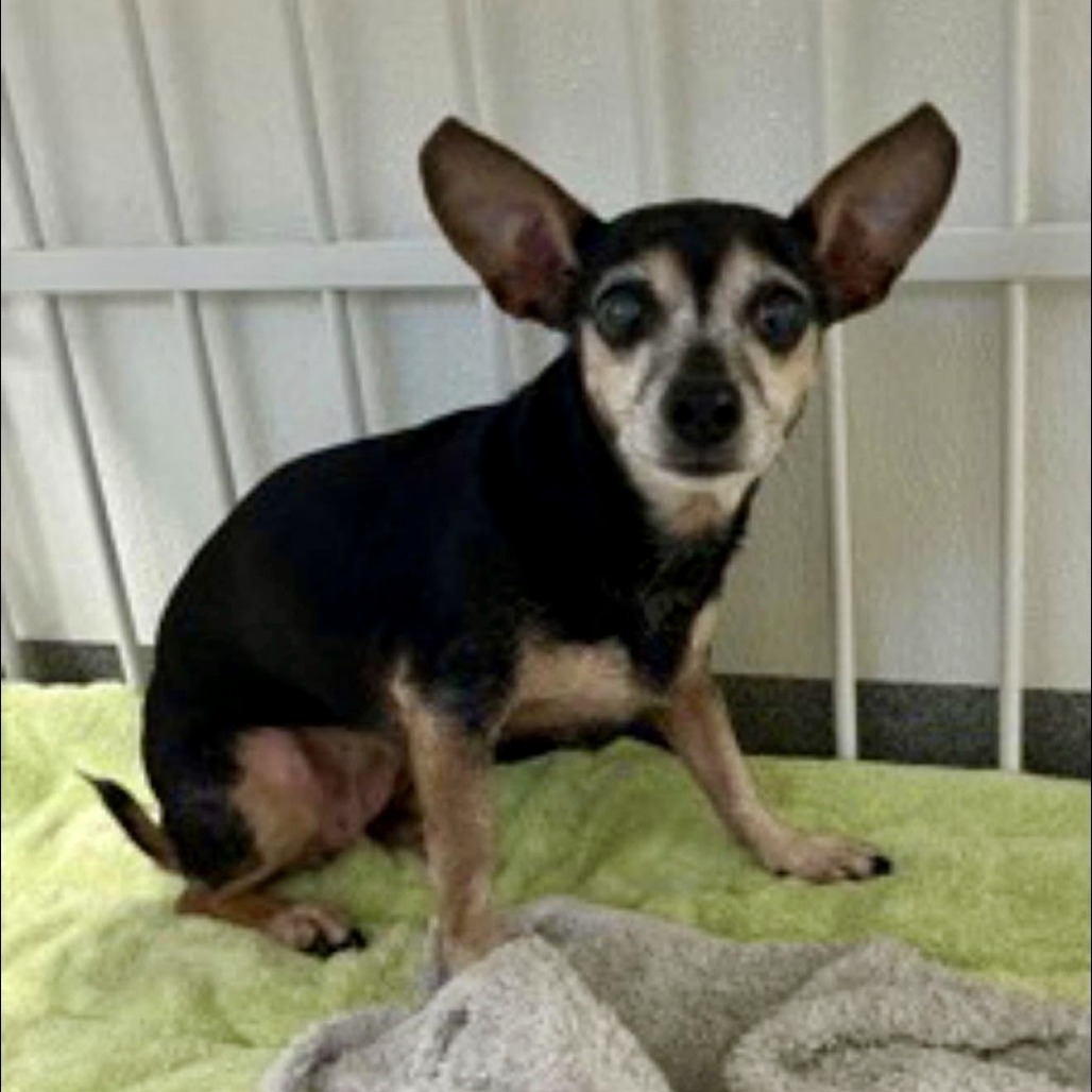 Precious 10-1309, photo 2