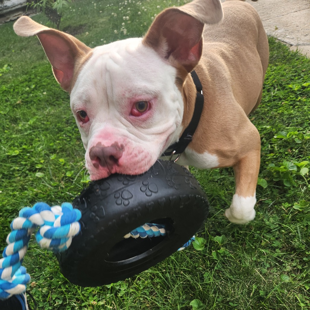 Beefy 5-Layer Burrito — thumbnail 5