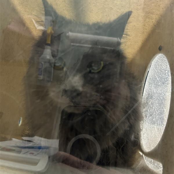 Photo of Working Cat Morning Mist