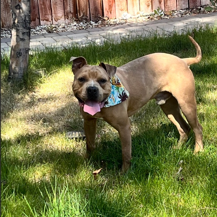 August (Auggie)