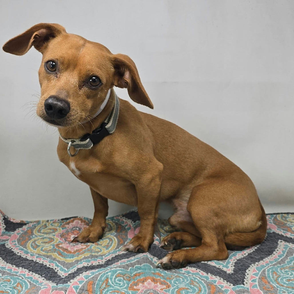 FOSTER NEEDED - Kangaroo
