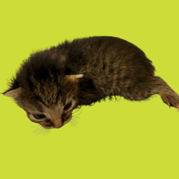 Tusc Stray 81775 2