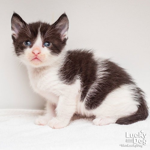 DANNY PHANTOM - Domestic Shorthair / Mix available for adoption